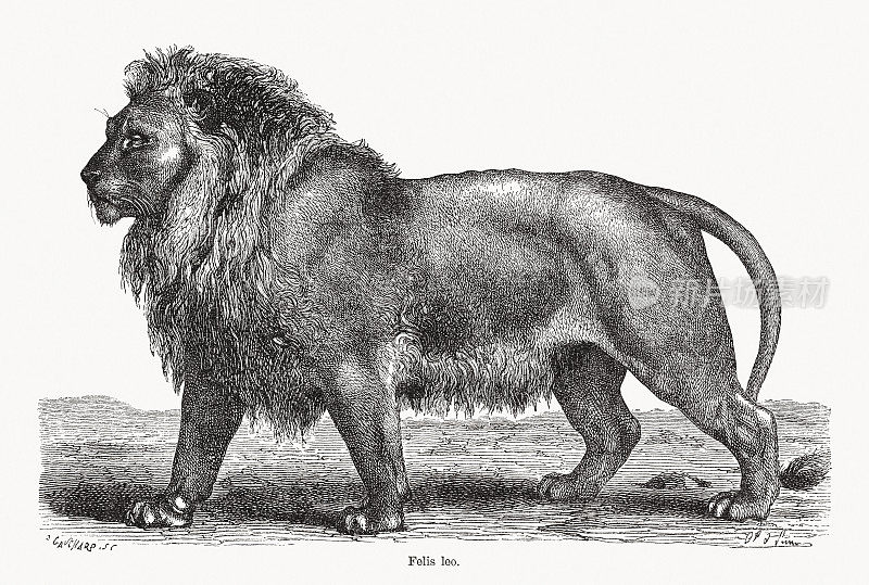 狮子(Panthera leo)，木刻，1893年出版